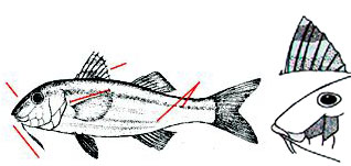 Mullus surmuletus_claves.jpg